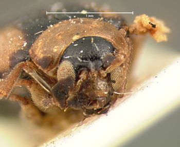 Media type: image;   Entomology 18396 Aspect: head frontal view